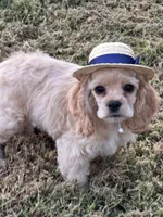 Akc Reba, a female Cocker Spaniel for sale in Jonesboro, IL – 5 of 9