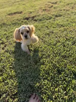 Akc benny, a male Cocker Spaniel for sale in Jonesboro, IL – 2 of 7