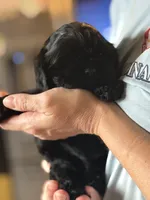 Akc murray, a male Cocker Spaniel for sale in Jonesboro, IL – 2 of 5