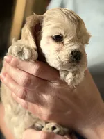 Akc mica , a female Cocker Spaniel for sale in Jonesboro, IL – 3 of 9