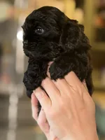 Akc Minnie, a female Cocker Spaniel for sale in Jonesboro, IL – 4 of 4