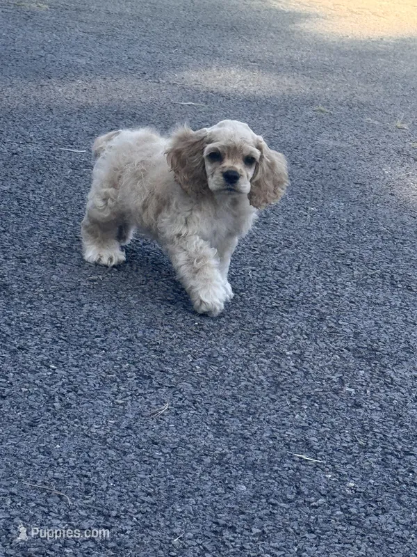 Akc Reba – Cocker Spaniel puppy for sale in Jonesboro, IL
