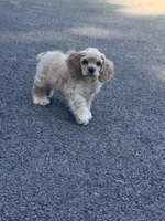 Akc Reba, a female Cocker Spaniel for sale in Jonesboro, IL – 6 of 9