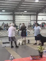 Akc mica , a female Cocker Spaniel for sale in Jonesboro, IL – 9 of 9