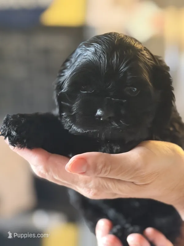 Akc murray – Cocker Spaniel puppy for sale in Jonesboro, IL