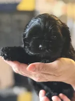 Akc murray, a male Cocker Spaniel for sale in Jonesboro, IL – 1 of 5