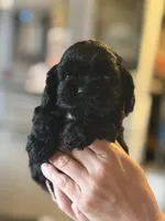 Akc Minnie, a female Cocker Spaniel for sale in Jonesboro, IL – 2 of 4