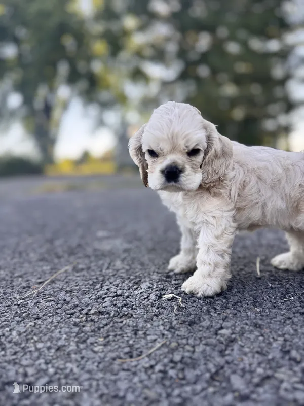 Akc mica  – Cocker Spaniel puppy for sale in Jonesboro, IL