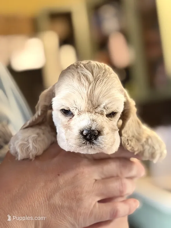 Akc mica  – Cocker Spaniel puppy for sale in Jonesboro, IL