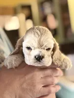Akc mica , a female Cocker Spaniel for sale in Jonesboro, IL – 1 of 9