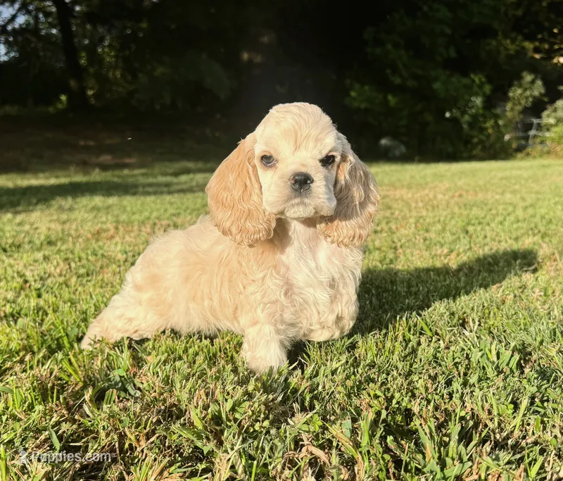 Akc mica  – Cocker Spaniel puppy for sale in Jonesboro, IL