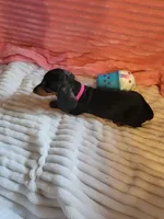 Daisy, a female Miniature Dachshund for sale in Live Oak, FL – 4 of 7