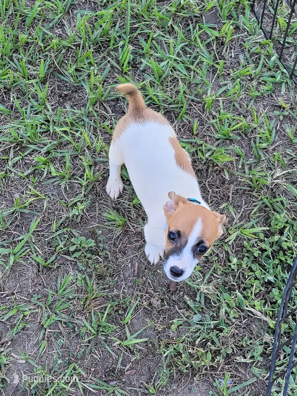 Charlie – Jack Russell Terrier puppy for sale in Live Oak, FL