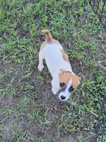 Charlie, a male Jack Russell Terrier for sale in Live Oak, FL – 1 of 7