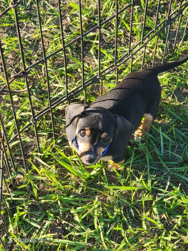 Nash, a male Miniature Dachshund for sale in Live Oak, FL – 1 of 8