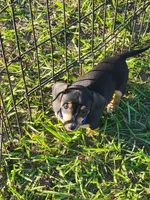 Nash, a male Miniature Dachshund for sale in Live Oak, FL – 1 of 8