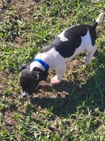 Loki, a male Jack Russell Terrier for sale in Live Oak, FL – 8 of 8