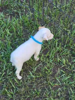 Hank, a male Jack Russell Terrier for sale in Live Oak, FL – 8 of 8