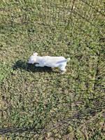 Jack, a male Jack Russell Terrier for sale in Live Oak, FL – 4 of 8