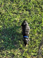 Nash, a male Miniature Dachshund for sale in Live Oak, FL – 4 of 8