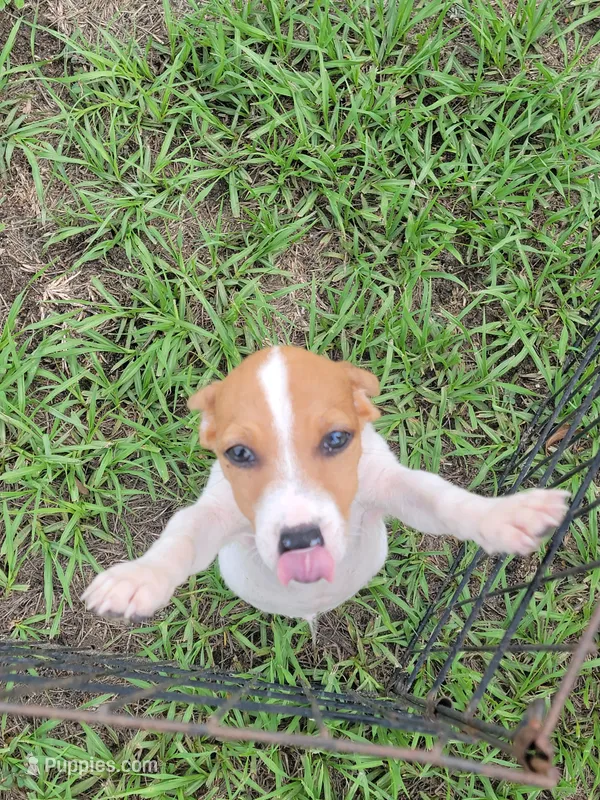 Ryker – Jack Russell Terrier puppy for sale in Live Oak, FL