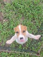 Ryker, a male Jack Russell Terrier for sale in Live Oak, FL – 1 of 7