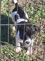 Loki, a male Jack Russell Terrier for sale in Live Oak, FL – 3 of 8
