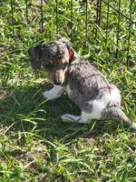 Skye, a female Dachshund for sale in Live Oak, FL – 3 of 7