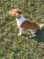 Jace, a male Jack Russell Terrier for sale in Live Oak, FL – 3 of 8