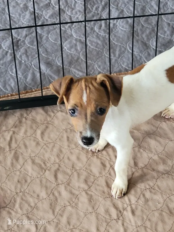 Jenny – Jack Russell Terrier puppy for sale in Live Oak, FL