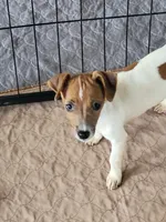 Jenny, a female Jack Russell Terrier for sale in Live Oak, FL – 1 of 5