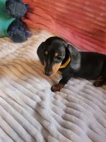 Sunflower , a female Miniature Dachshund for sale in Live Oak, FL – 9 of 9