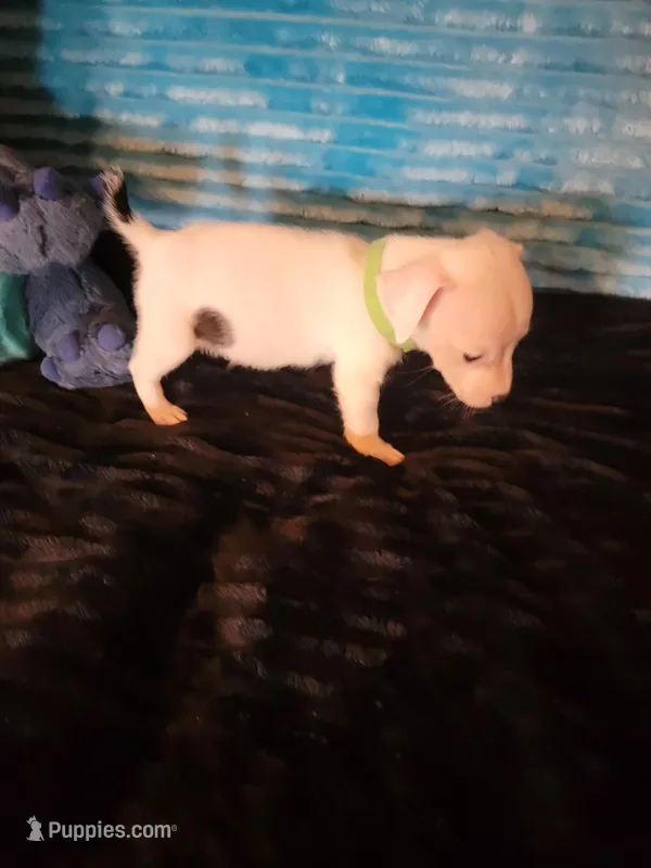 Rex – Jack Russell Terrier puppy for sale in Live Oak, FL