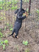 Frankie , a male Dachshund for sale in Live Oak, FL – 3 of 10