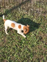 Jenny, a female Jack Russell Terrier for sale in Live Oak, FL – 4 of 5