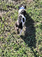 Loki, a male Jack Russell Terrier for sale in Live Oak, FL – 4 of 8