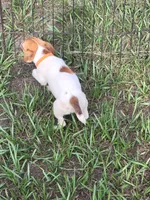 Sasha, a female Jack Russell Terrier for sale in Live Oak, FL – 4 of 8