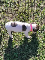 Lexi, a female Jack Russell Terrier for sale in Live Oak, FL – 6 of 7