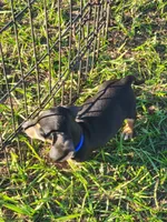 Nash, a male Miniature Dachshund for sale in Live Oak, FL – 2 of 8