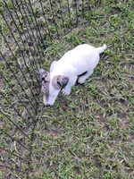 Charlie, a male Jack Russell Terrier for sale in Live Oak, FL – 3 of 8
