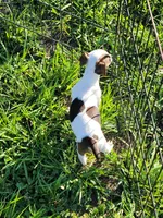 Rainbow, a female Jack Russell Terrier for sale in Live Oak, FL – 4 of 8