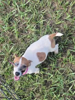Sugar, a female Jack Russell Terrier for sale in Live Oak, FL – 7 of 7