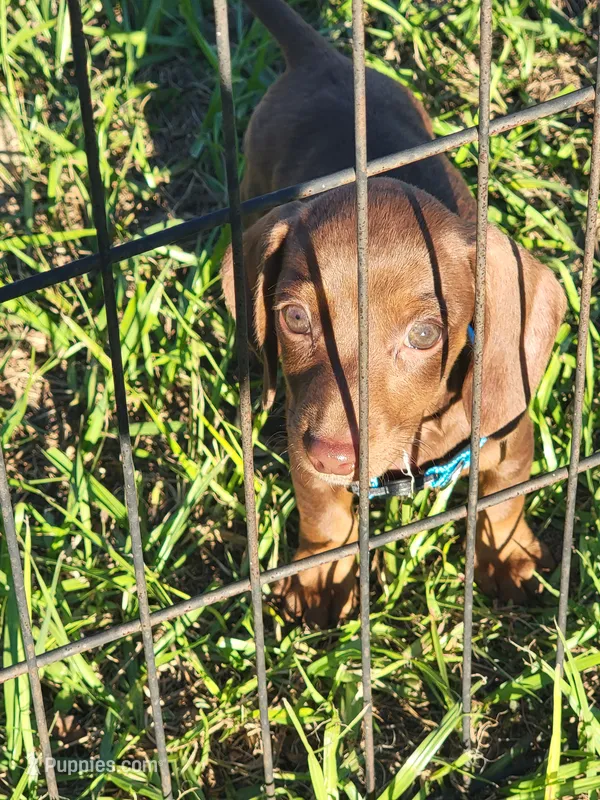 Neo, a male Miniature Dachshund for sale in Live Oak, FL – 1 of 3