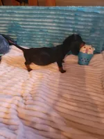 Wesson, a male Miniature Dachshund for sale in Live Oak, FL – 5 of 9