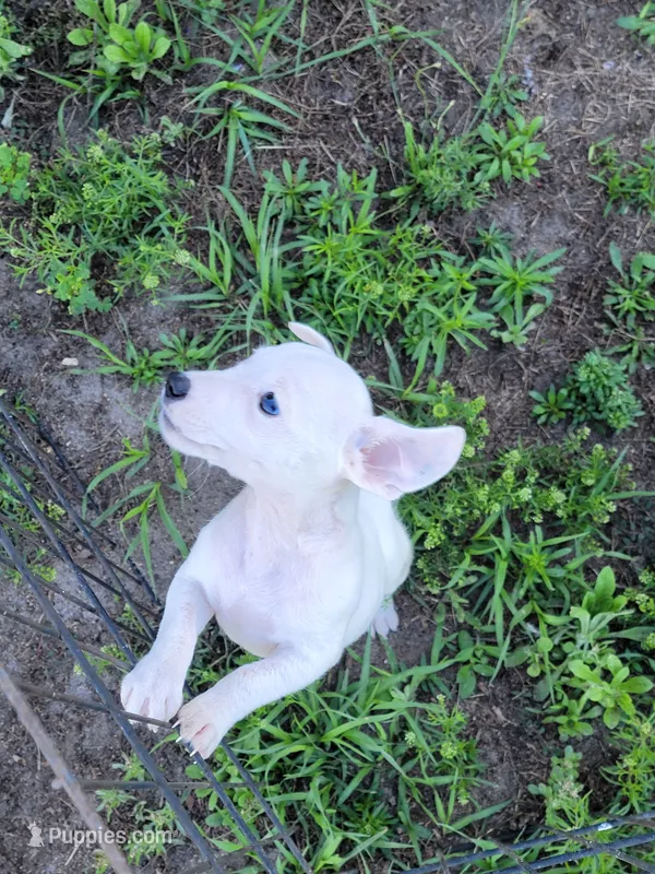 Rex – Jack Russell Terrier puppy for sale in Live Oak, FL