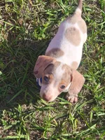 Sam, a male Dachshund for sale in Live Oak, FL – 1 of 8
