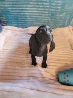 Remington, a male Miniature Dachshund for sale in Live Oak, FL – 1 of 8