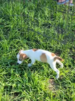 Robby, a male Jack Russell Terrier for sale in Live Oak, FL – 7 of 8