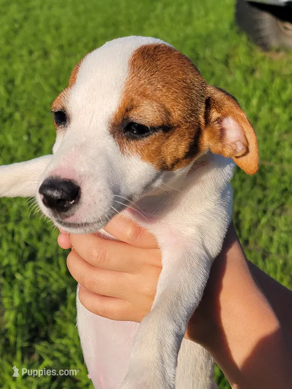 Roxy – Jack Russell Terrier puppy for sale in Live Oak, FL