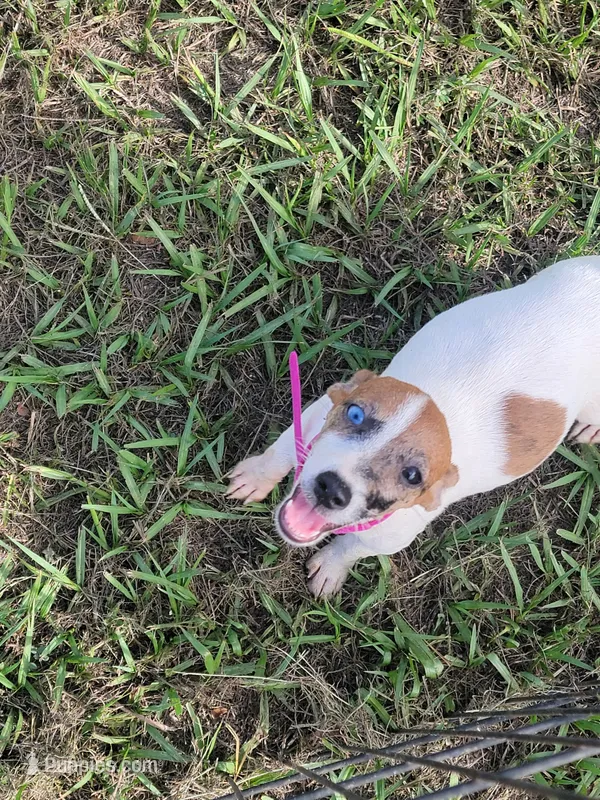 Sugar – Jack Russell Terrier puppy for sale in Live Oak, FL